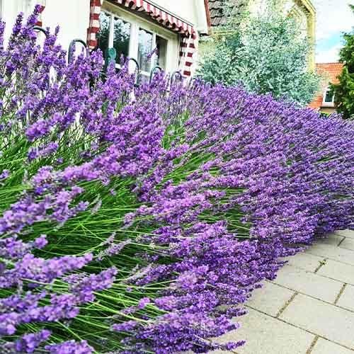 Саджанці Лаванда Phenomenal (23470387) Саджанці Лаванда Phenomenal (23470387)