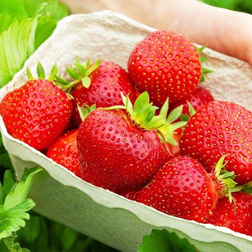 Семена Полуниця Florium Фламенко ремонтантний (22350)