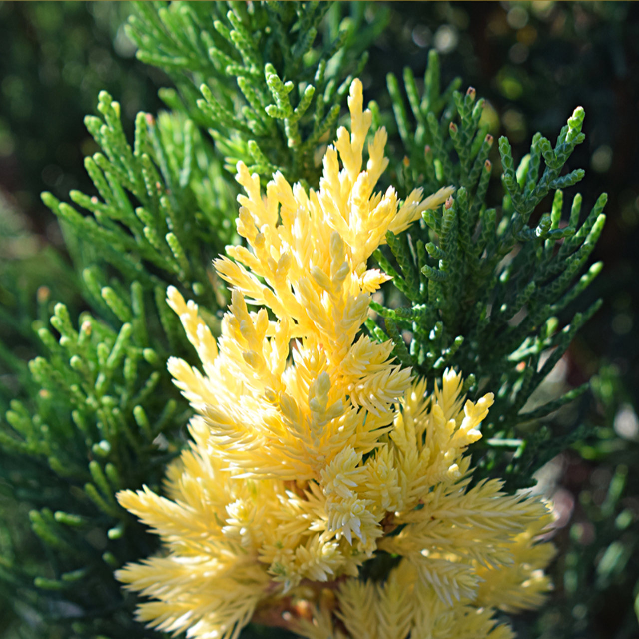 Саженец можжевельника китайского Juniperus chinensis Variegata Р9 (644894266) - фото 2 Саженец можжевельника китайского Juniperus chinensis Variegata Р9 (644894266) - фото 2