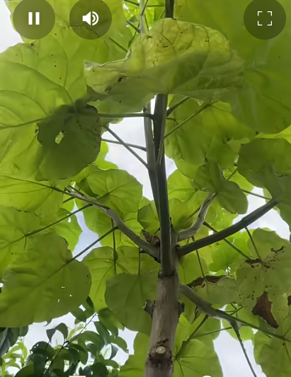 Растение уличное Павлония 3 м (28132096)