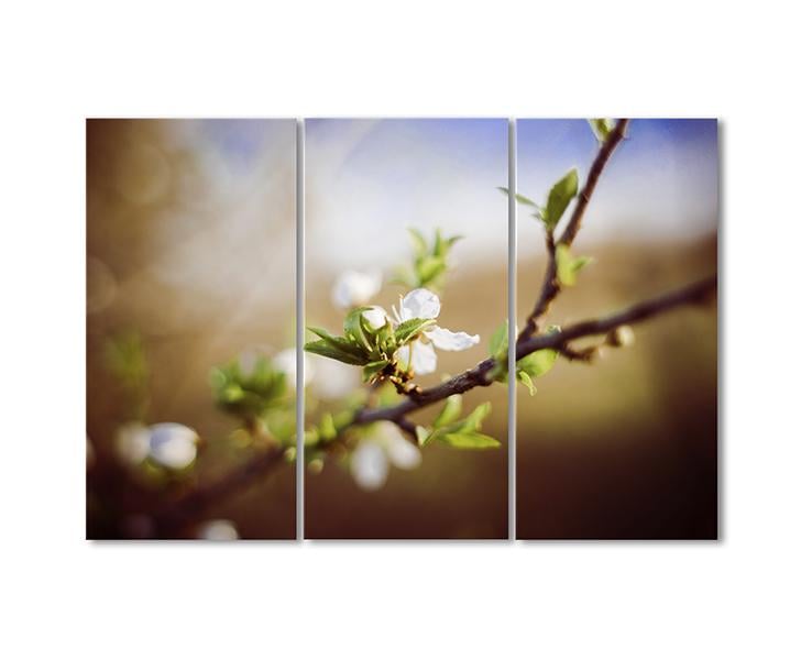 Картина модульная Ветка цветущей абрикосы 3 модуля 70x105 см