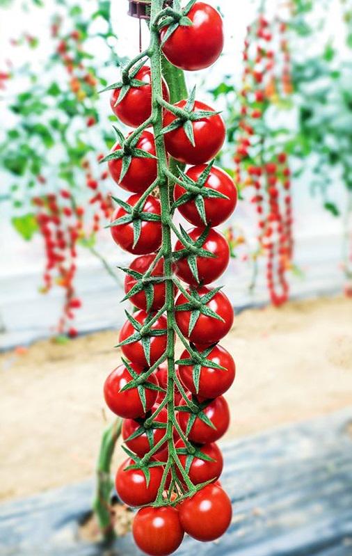 Семена Томат Florium черрі Мінопріо F1 (15859)