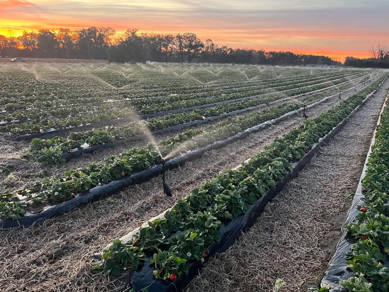 Дождеватель Presto-PS круговой Mega Net 55035 В - фото 11 Дождеватель Presto-PS круговой Mega Net 55035 В - фото 11