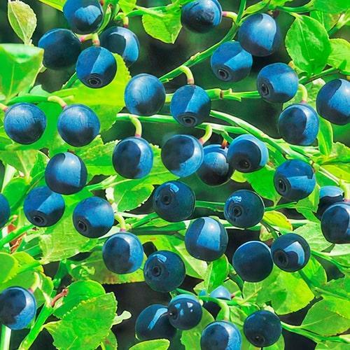 Саджанець Чорниця Лісова Перлина (178536)