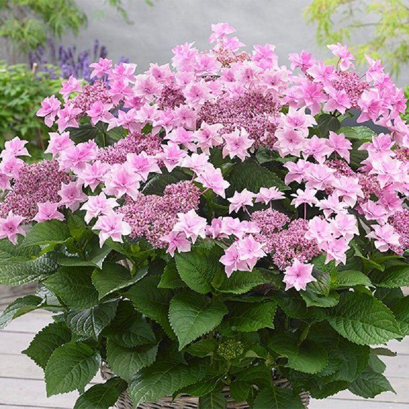 Саджанець гортензії крупнолистої Hydrangea macrophylla Doppio Rosa Р9 (1736867173)