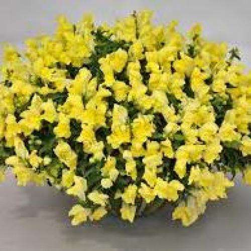 Семена цветов Sakata Львиный зев Candy Showers Yellow 10 шт. (BN06374-4)