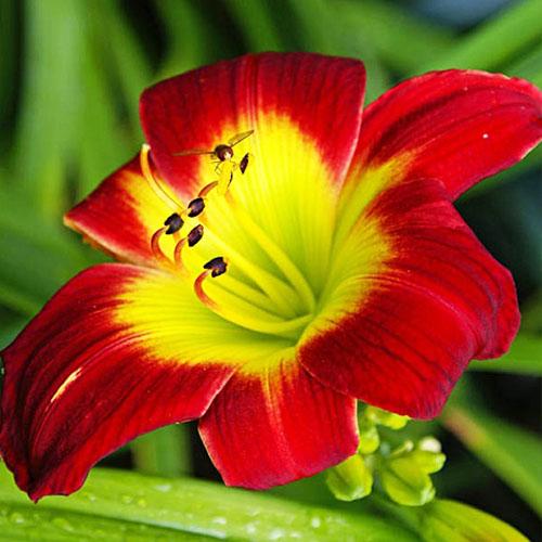 Лилейник Florium Christmas Is (6751)
