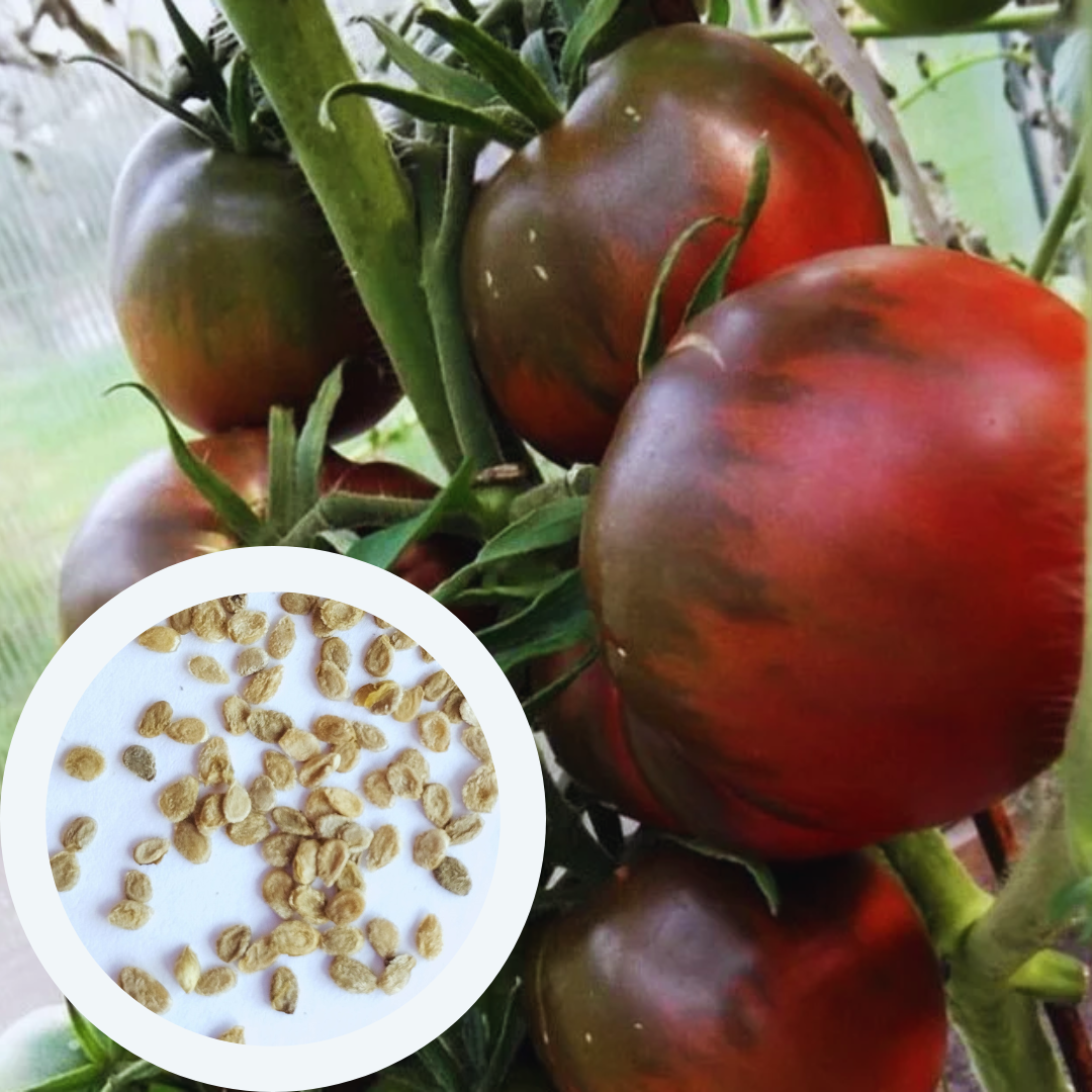 Насіння Томат Чорний принц 0,1 г 30 шт. середньоранній високорослий (RS-00831) - фото 4