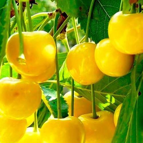 Сажанец Вишня ярко-желтая Мечты Императора Emperor's Dreams премиальный вишнево-черешневый гибрид (48915)