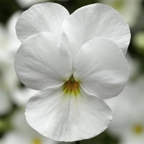 Семена цветов Виола рогатая Sakata Grandissimo White 1000 шт. (BN13286)