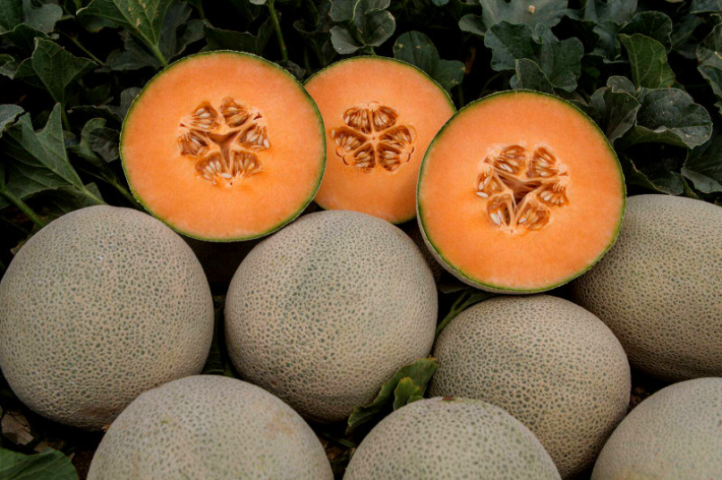 Семена Дыня Карамеза ТД Гекса-Украина 01-04-036 500 шт. (IR02267)