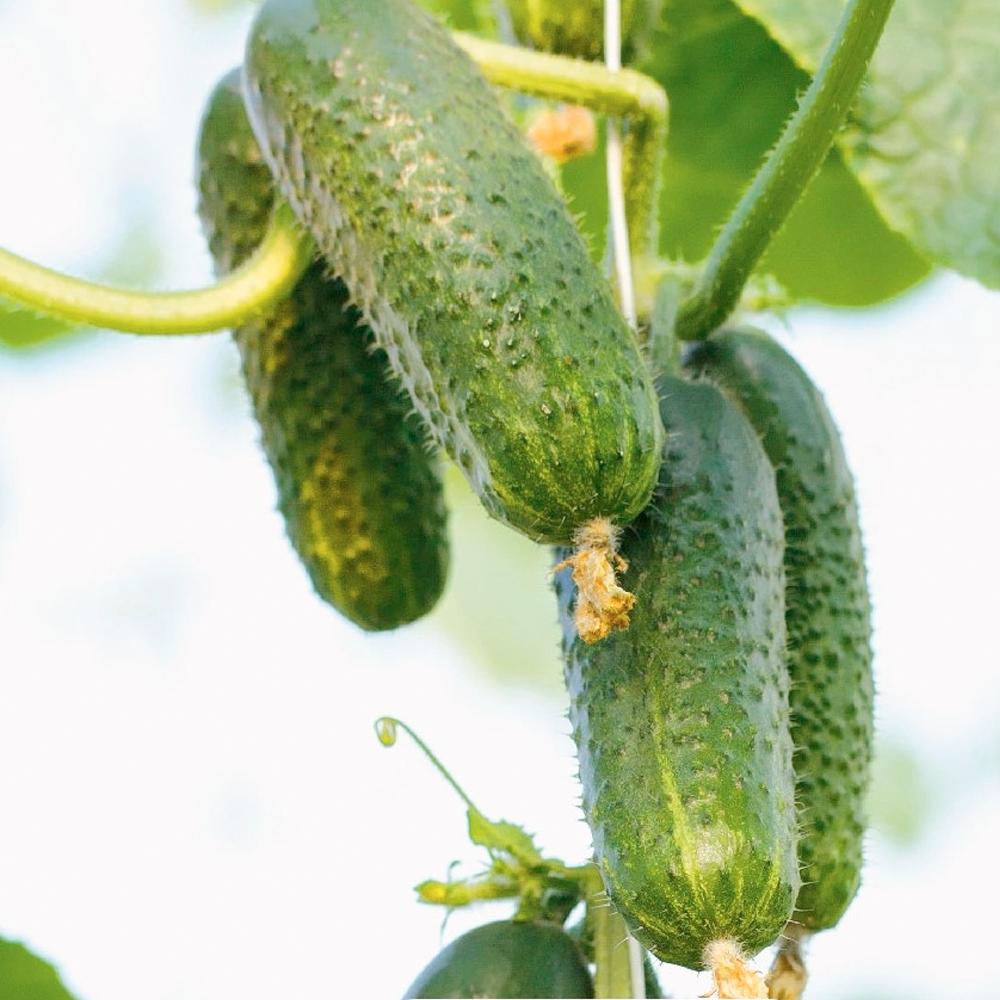 Насіння Cultiva Огірок Кібрія F1 10 шт. (O8) - фото 6