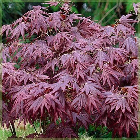 Семена Клен японский пальмолистный Acer palmatum 10 шт./уп.