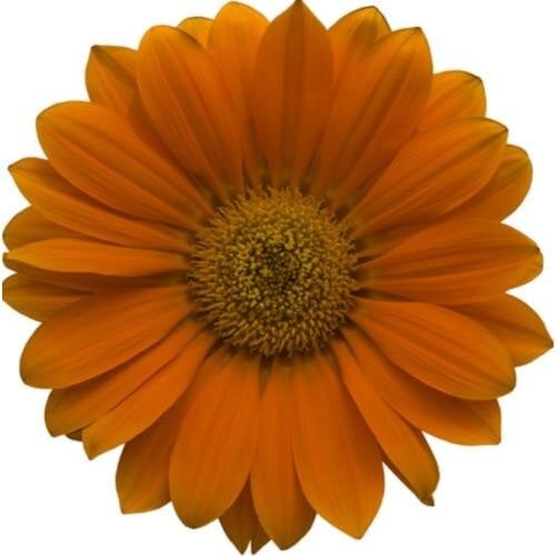 Семена цветов Газания Hem Genetics Enorma orange 10 шт. (BN09284-4)