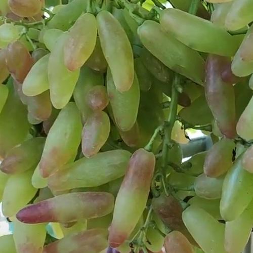 Сажанец Виноград Азия Розовая ранний очень крупный сладкий виноград (182149)