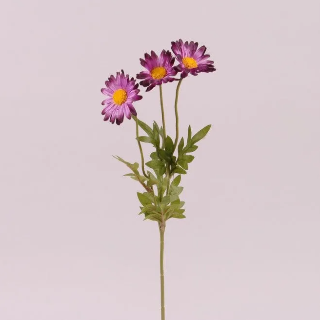 Цветок Маргаритка Flora Темно-фиолетовый (72918)