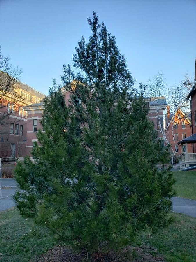 Семена Сосна Бунге Pinus bungeana белокорая кружевнокорая 10 шт. - фото 2