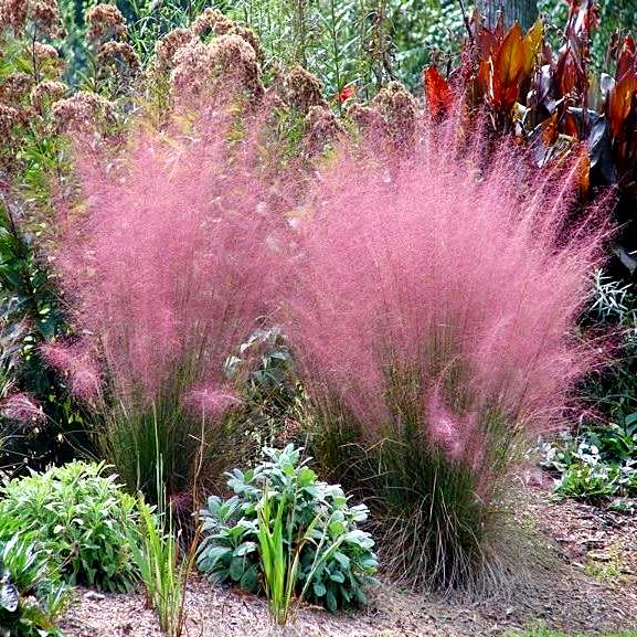 Саженец Мюленбергия волосовидная Руби Muhlenbergia capillaris Ruby 1 шт.