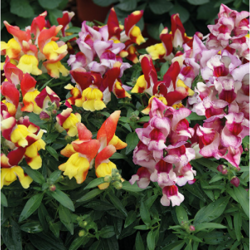 Семена цветов Hem Genetics Львиный зев Snappy Tricolor mixture 500 шт. (BN09152-2)