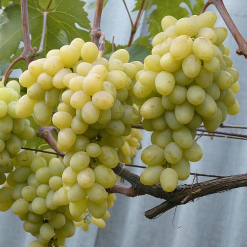 Саженцы винограда Сенатор Бурдака черенкованный 2-летний (6876)