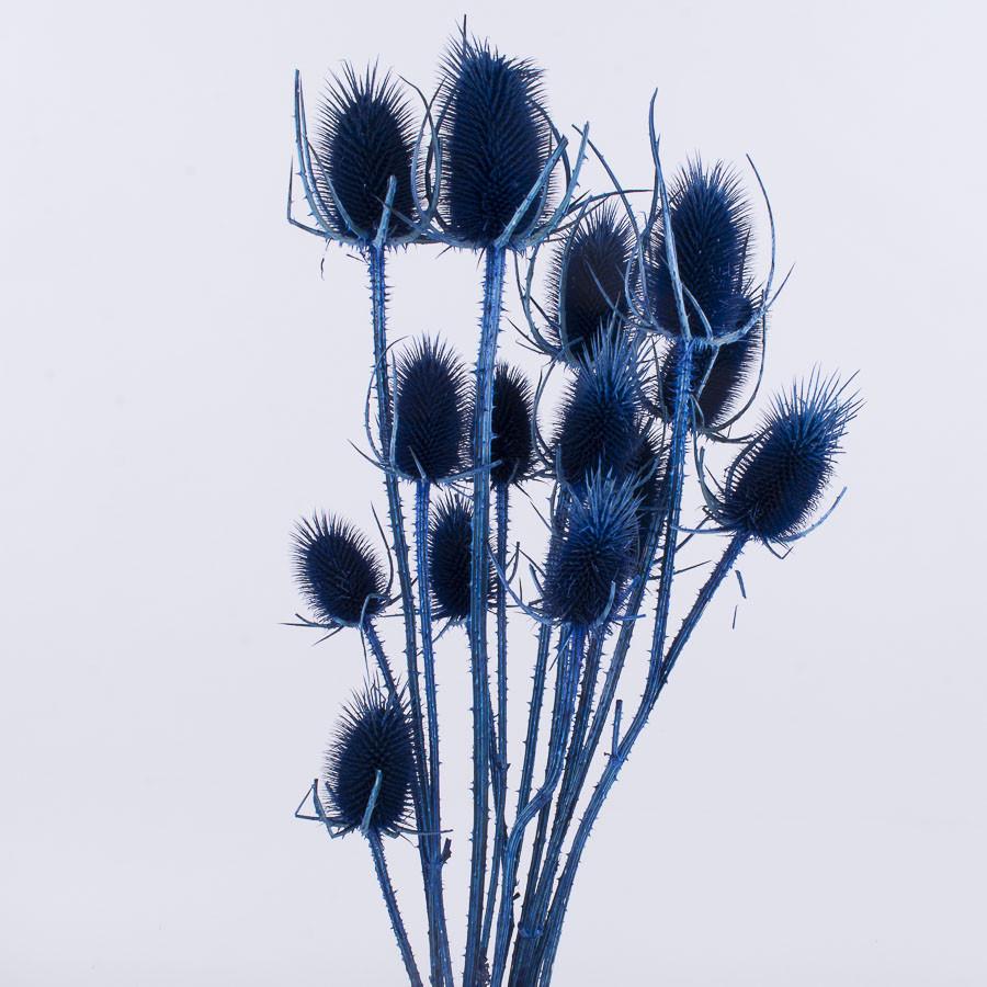 Сухоцвет чертополох Cardi Palustri Синий (3042-4)