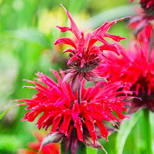 Монарда Florium Gardenview Scarlet (12742)
