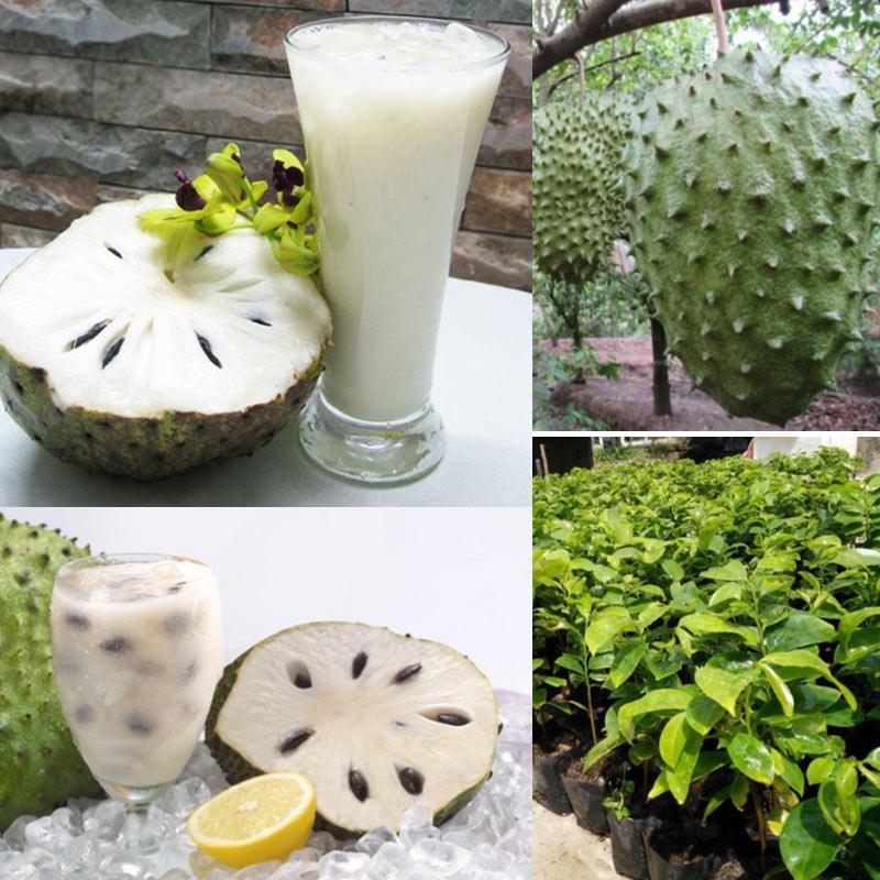 Сметанное яблоко гуанабана Annona muricata семена 5 шт. - фото 2