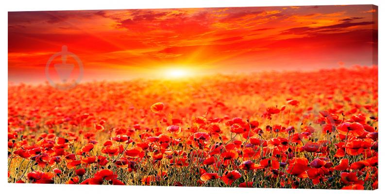 Картина на холсте Декор Карпаты Маковое поле 50х100 см (c768)