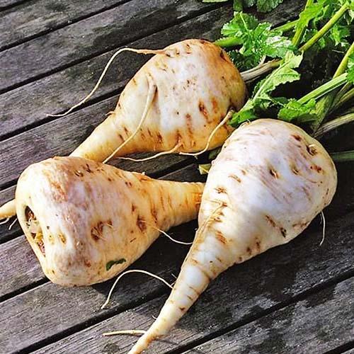 Семена Пастернак Альбіон круглий (16930)