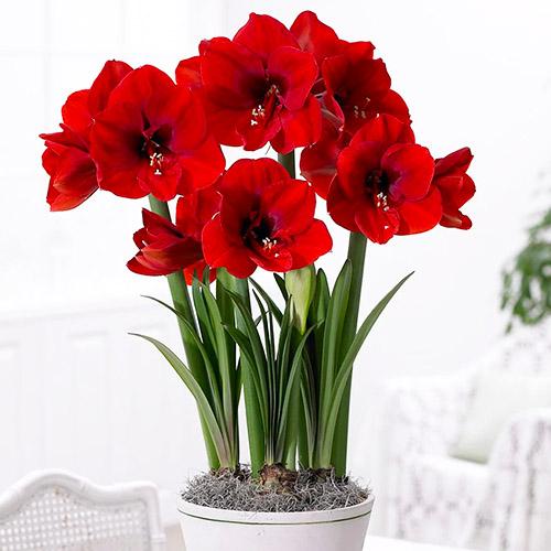 Амариллис Florium Red Lion (4157)