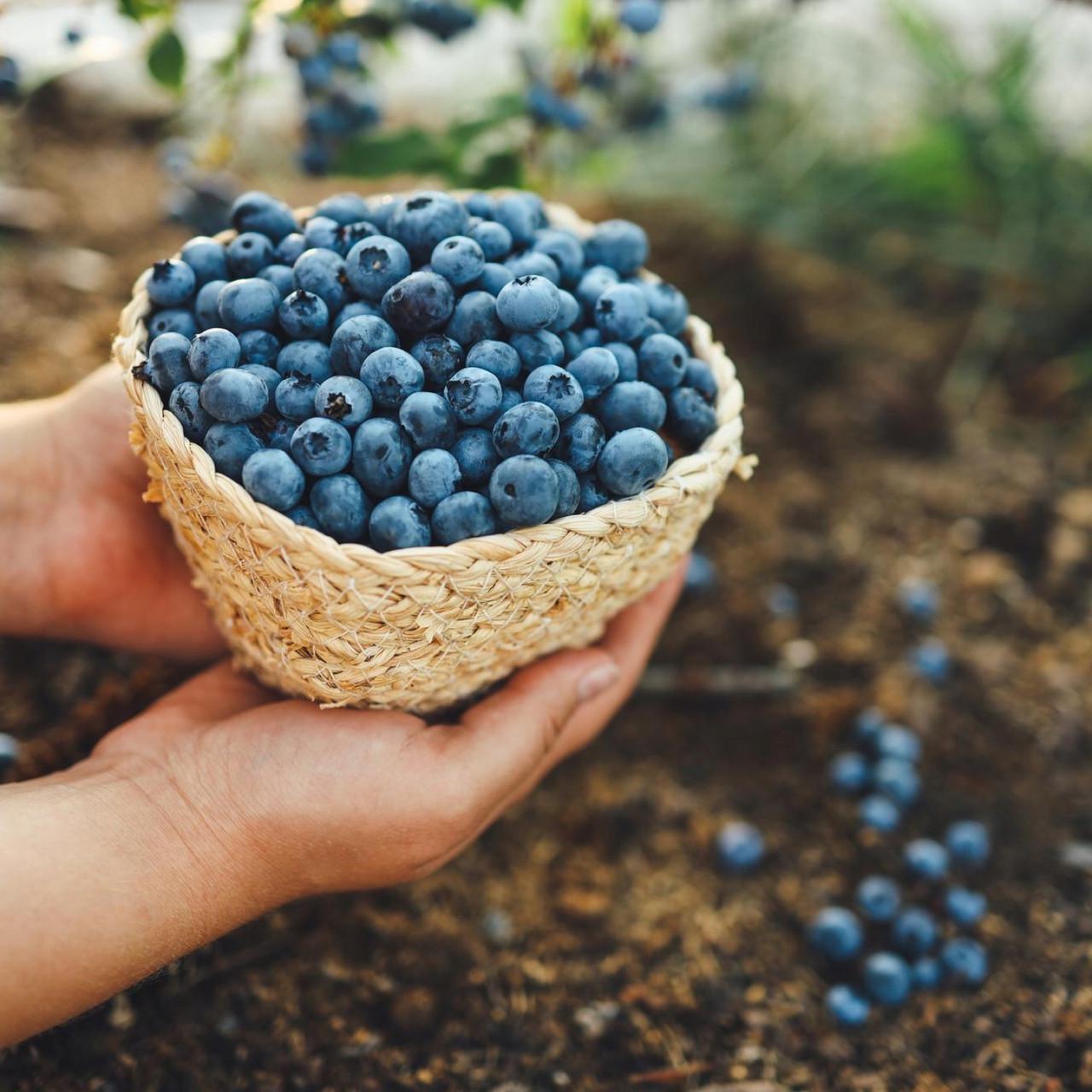 Субстрат Biovita для голубики и клюквы 50 л - фото 4 Субстрат Biovita для голубики и клюквы 50 л - фото 4