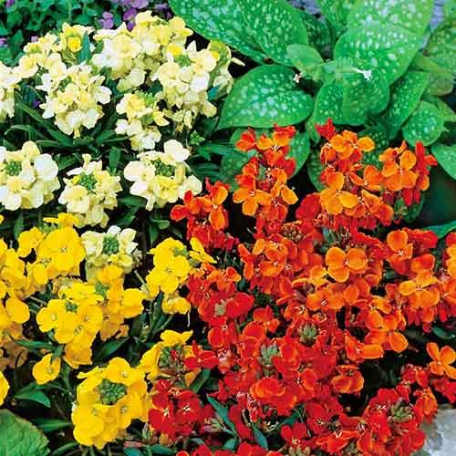 Семена Лакфиоль Florium Сказочный Гном смесь (6055)