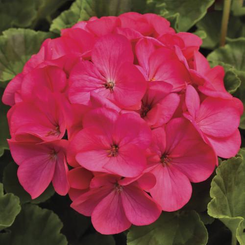 Семена цветов Syngenta Пеларгония садовая Maverick Rose 1000 шт. (BN01639)