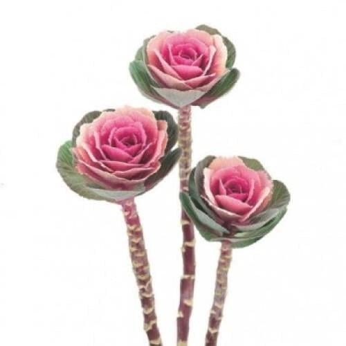 Семена цветов Капуста декоративная Crane F1 Pink Takii seed 1000 шт. (BN08699)