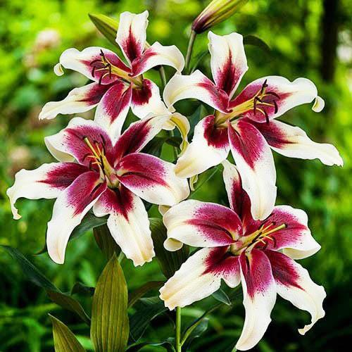 Лилия Zeba Florium - фото 3