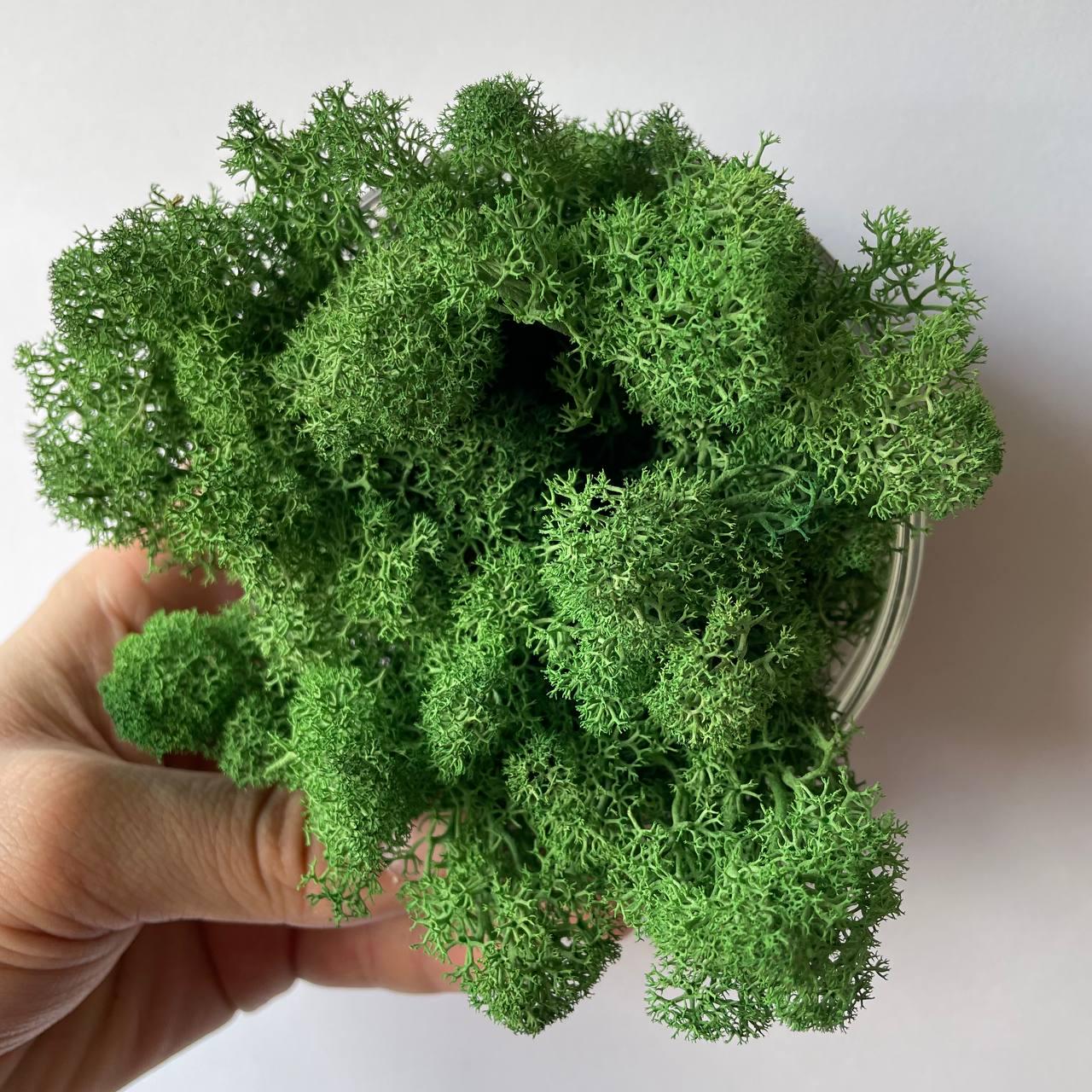 Мох стабілізований норвезький ягель 2 кг Темно-зелений (27321107) - фото 2