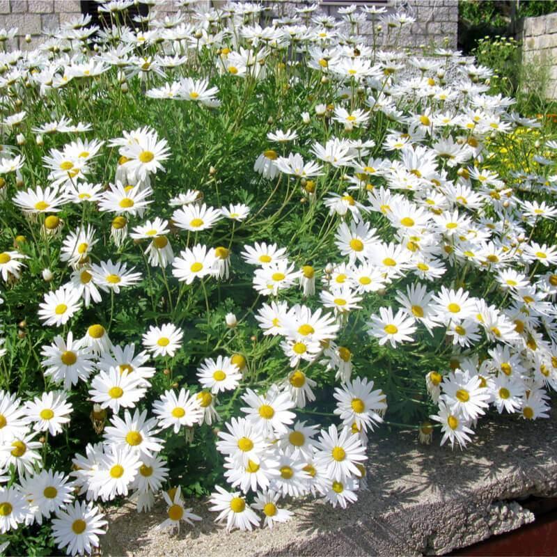 Насіння Королиця May Queen Leucanthemum vulgare 0,1 г/уп. - фото 3