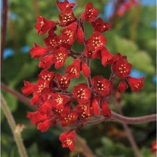 Семена цветов Гейхера кроваво-красная Coral Forest Syngenta 100 шт. (BN04308-3)