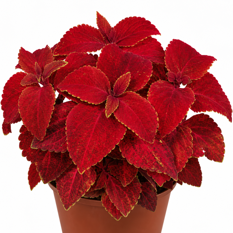 Семена цветов Колеус Superf Rainbow Red Velvet Sakata 500 шт. (BN06933-2)