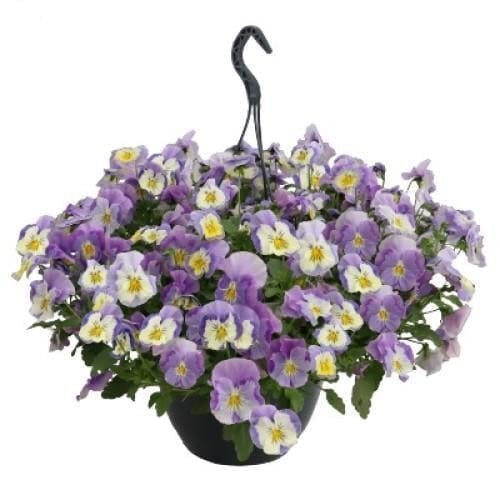 Семена цветов Виола ампельная Highflyer F1 Light Violet Shades Benary 500 шт. (BN12300)