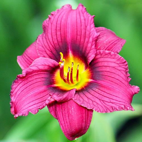 Лилейник Florium Little Grapette (18181)