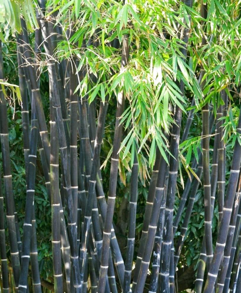 Семена Phyllostachys nigra Черный бамбук морозостойкий 5 шт. (2291154837) - фото 1