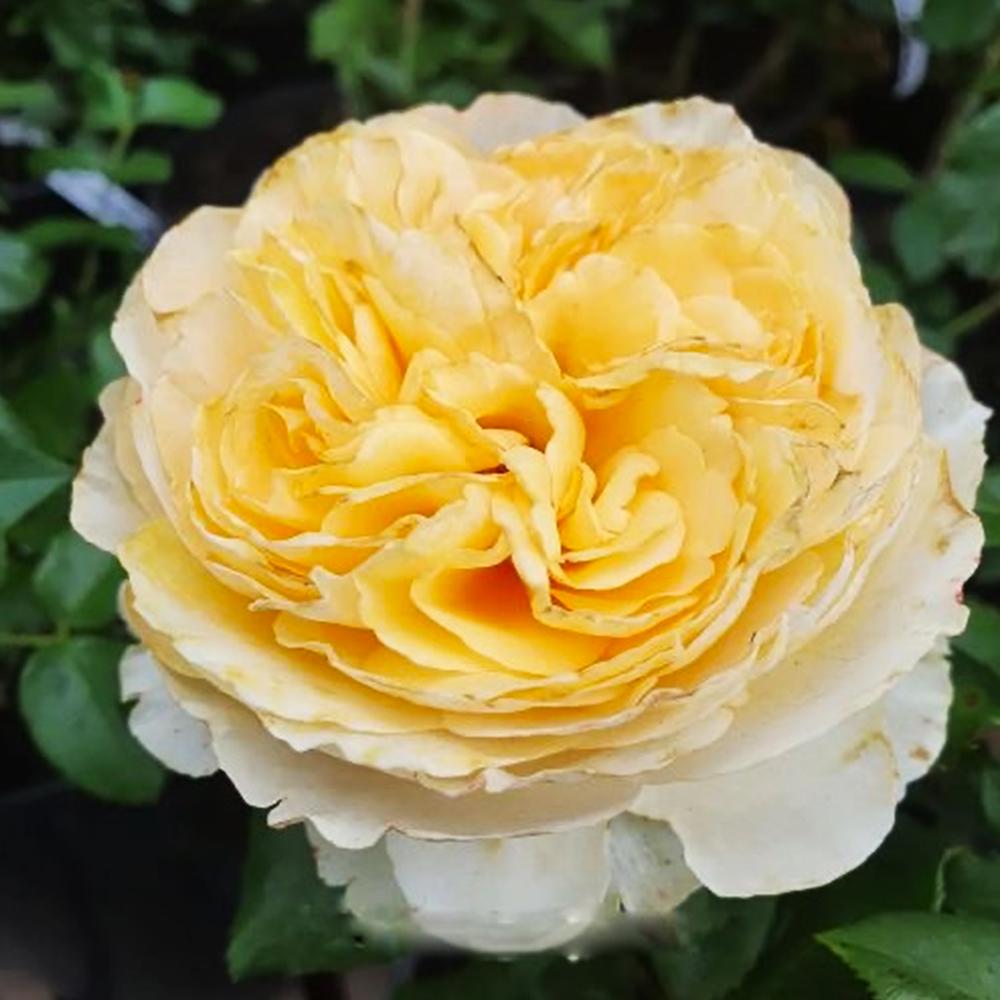 Саджанець англійських піоноподібних троянд Беатріс (14965031)