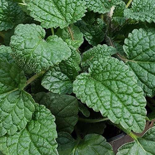 Меліса Mandarina (29294217)