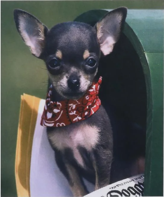 Алмазна мозаїка за номерами Josef Otten Чихуахуа 71921_BGLE 40x50 см (MTT-191219)