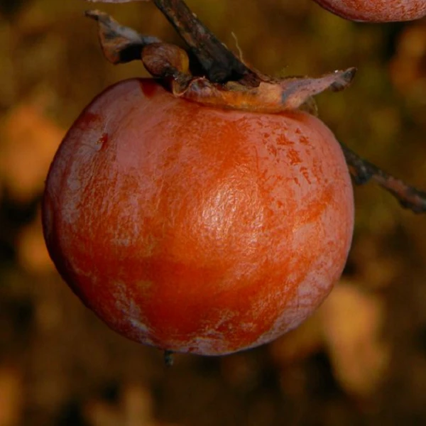 Саджанець хурми Шоколадниця (2088859440)