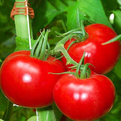 Семена Томат Florium Мабуть-не-видимо (17281)