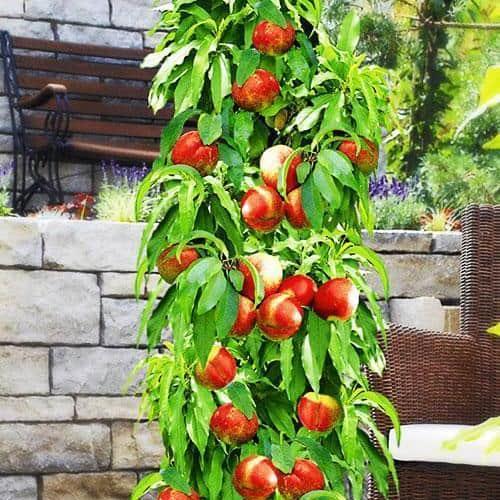 Саджанець Нектарин колоноподібний Містер Персі Mr.