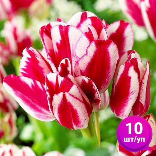 Тюльпан Florium Flaming Club 10 шт. (18526) - фото 2