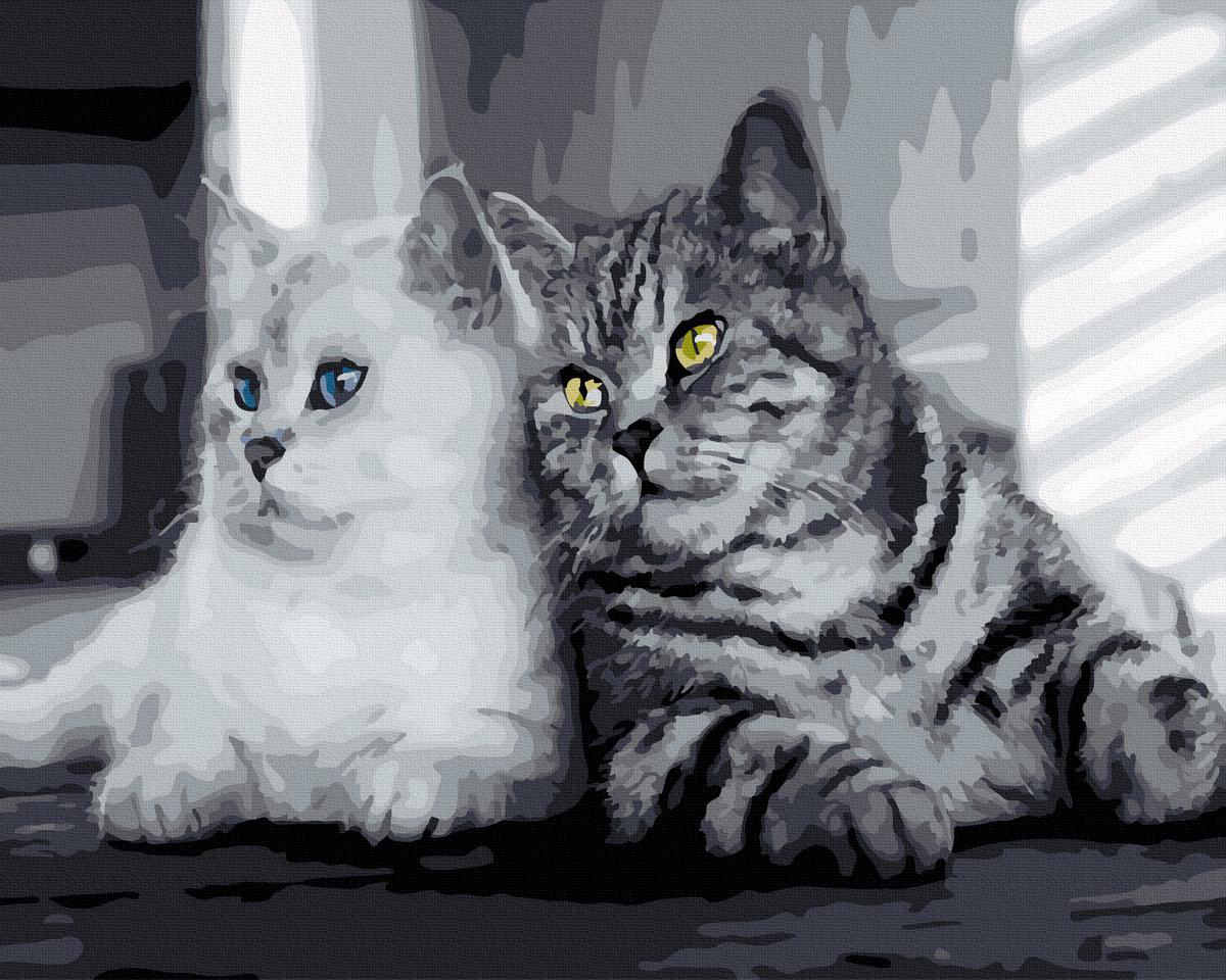 Картина по номерам Brushme Кошачья парочка 40x50 см (BRM25598)